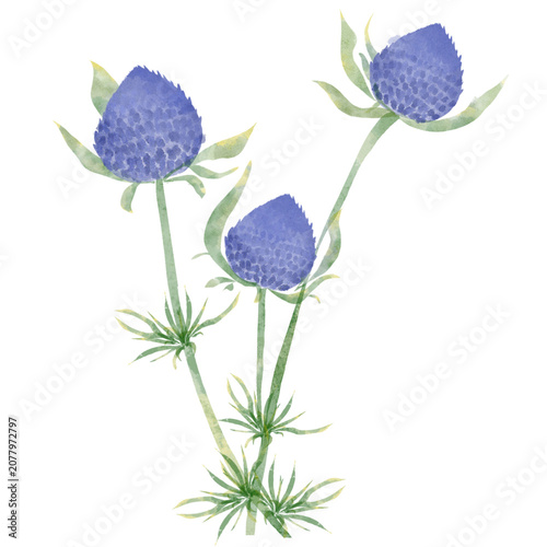 Obraz na plátně blue thistles  flowers isolated on white background