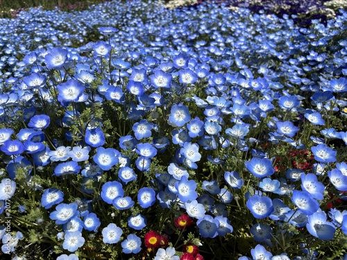 Expansive field of Nemophila menziesii baby blue eyes in full bloom, their sky blue five-petaled flowers with white centers stretching across the entire frame in a lush green garden setting