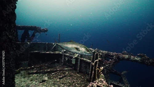 Amberjack Swimming Around the Sunken USS Oriskany Aircraft Carrier Shipwreck