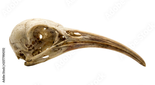 Bird Skull with Long Curved Beak and Visible Internal Cavities Isolated on White Background