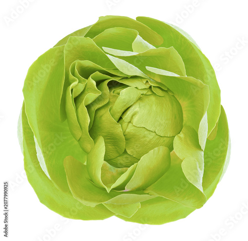 Rose flower  on  isolated background with clipping path. Closeup. For design. Nature..