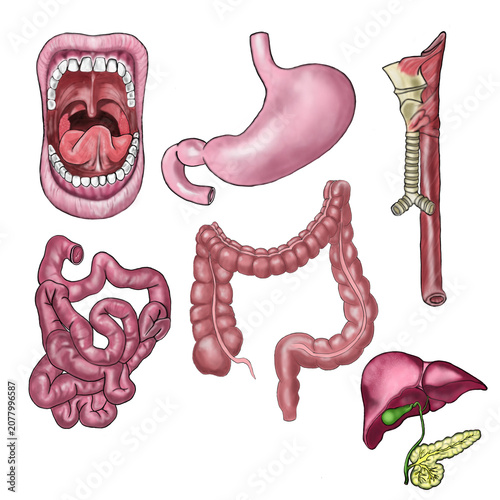 set of human digestive organs transparent background