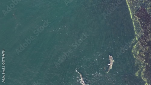 Aerial view of basking sharks in Donegal Bay - Ireland