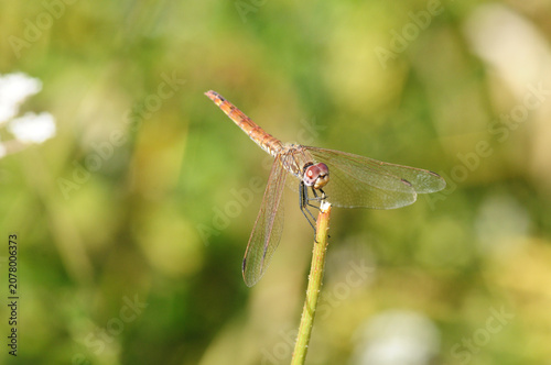 Dragonfly posing on a stem