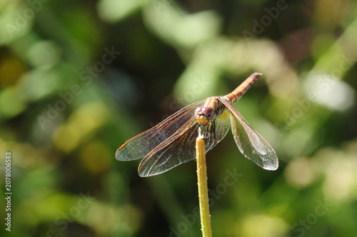 Dragonfly posing on a stem