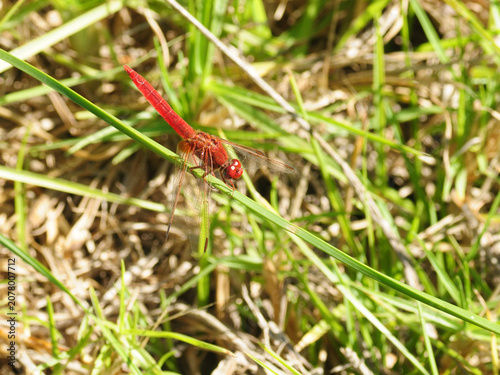 dragonfly, broad scarlet