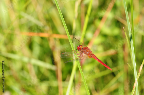 dragonfly, broad scarlet