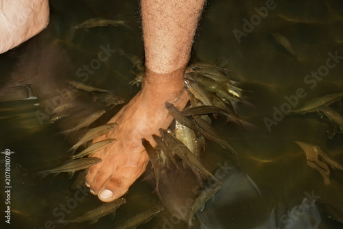 Foto small freshwater fish gently nibble a visitor's feet during a natural fish spa e