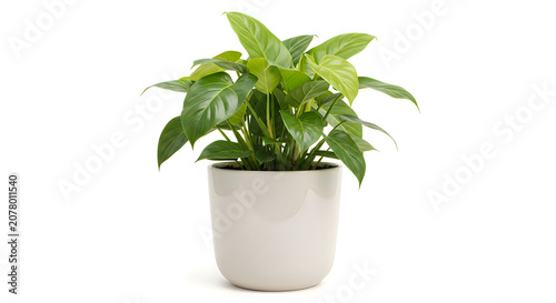 Green pothos plant in a white pot with fresh leaves