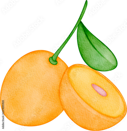 Cuadro en lienzo Watercolor marian plum hand painted clipart illustration