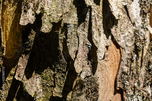 vista macro della corteccia irregolare, ruvida e vecchia di un albero con pezzi parzialmente staccati