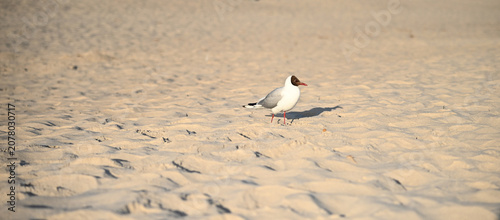 Foto A black-headed gull stands on golden sand, capturing a peaceful summer vacation vibe, ideal for tourism marketing