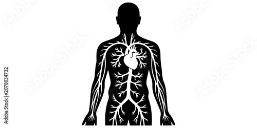 Bild auf Leinwand black human circulatory system with white heart and veins  silhouette vector whi