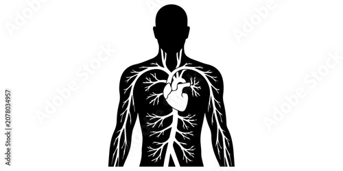 Tableau sur toile black human circulatory system with white heart and veins  silhouette vector whi