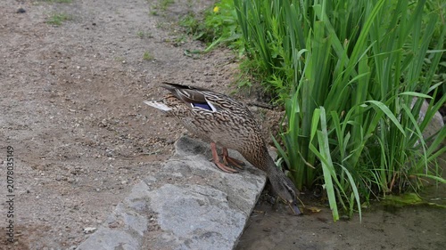 Real-time close view of wild ducks catching small insects in river water with gentle beak movements surrounded by vibrant summer foliage.