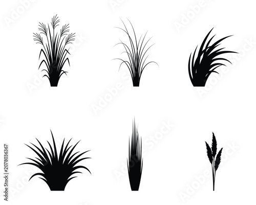Wild grass silhouette collection featuring various meadow and ornamental grass plants. Black vector isolated on transparent background