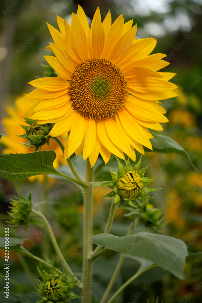 Fototapeta premium Vertical shot of a bright yellow sunflower fully opened on a sturdy stem surrounded by several unopen green buds.