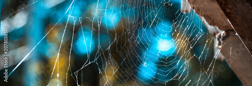 Foto Delicate spider web glistening in natural light, showcasing intricate patterns, fragile beauty, and the remarkable craftsmanship of this tiny arachnid