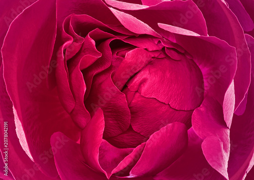 Rose  flower . Floral background. Closeup. Nature..