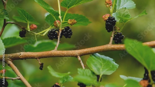 Ripe and unripe black mulberries hanging on branch with green leaves in summer garden
