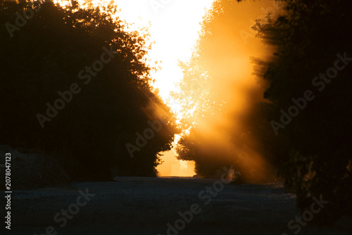 Canvastavla Golden sun rays breaking through trees over a misty path at sunrise