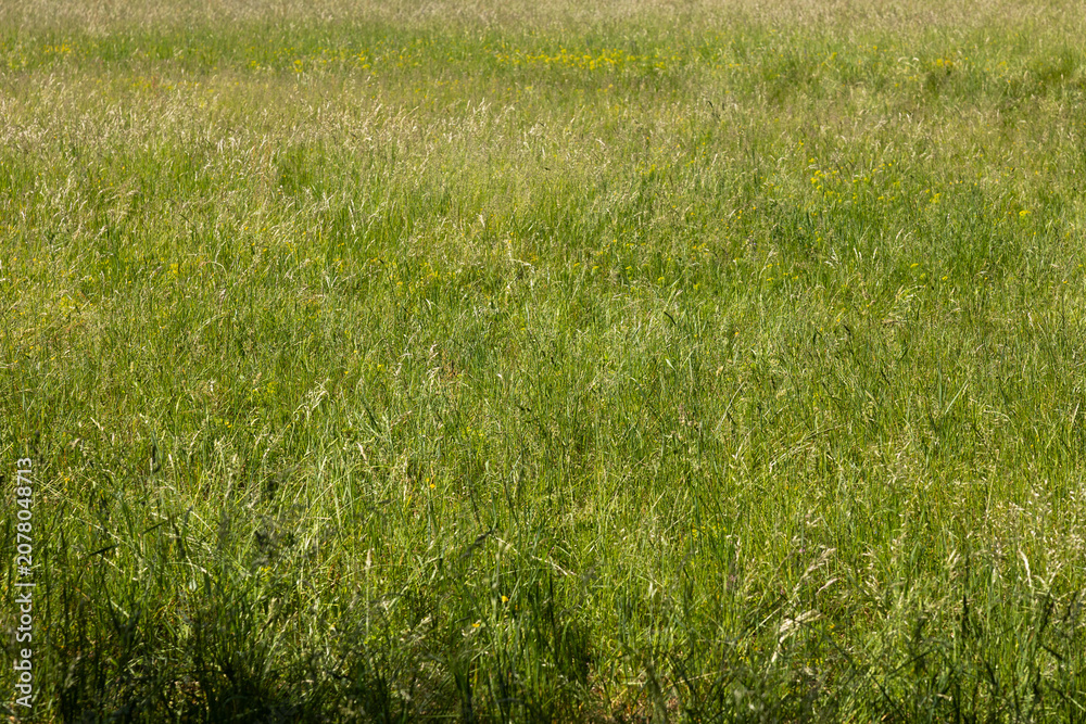 Obraz premium dettagli dell'erba alta, verde ed incolta in un campo in un ambiente naturale di campagna, di giorno, in primavera