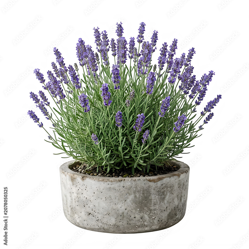 Fototapeta premium Fresh purple lavender plant in a concrete pot