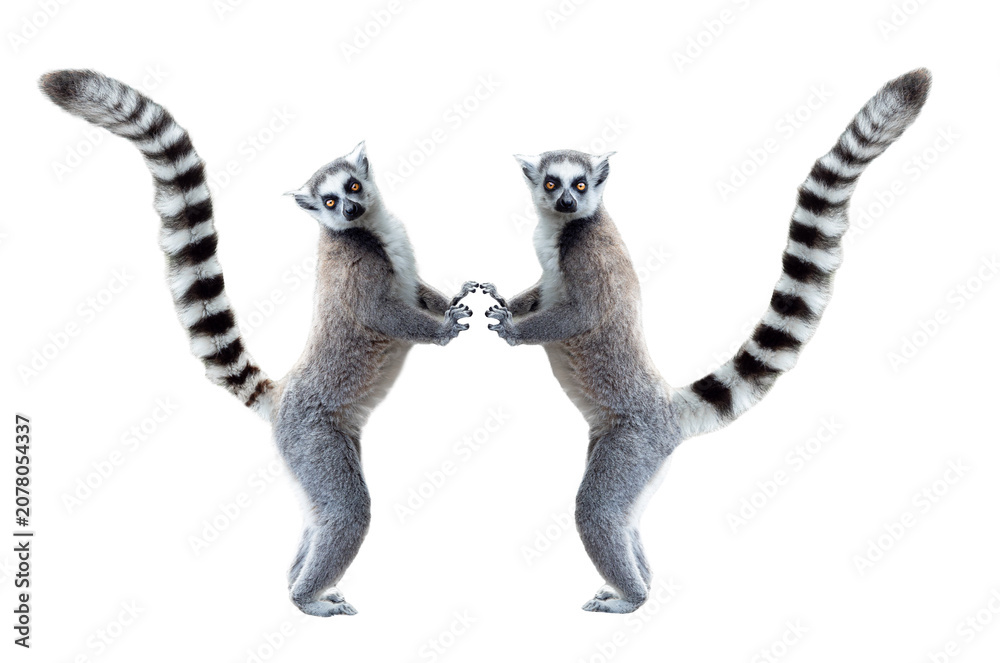 Fototapeta premium Two funny ring-tailed lemurs standing isolated on white background.