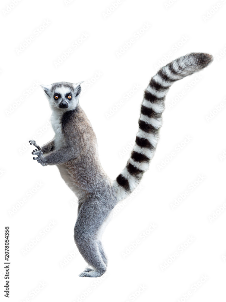 Fototapeta premium lemur isolated on white background