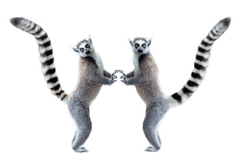 Two funny ring-tailed lemurs standing isolated on white background.