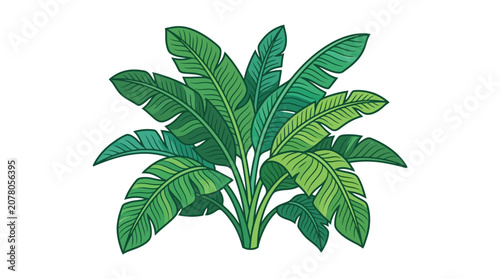 Vibrant Green Banana Plant Leaves - Tropical Foliage Illustration