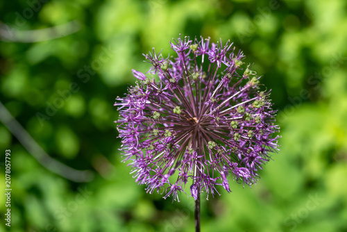 Inflorescence of ornamental onion on a blurred green background.