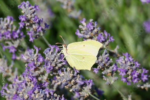 Fotografía Common brimstone butterfly (Gonepteryx rhamni) sitting on lavender in Zurich, Sw