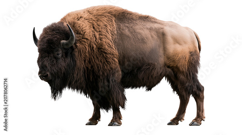 Photos Majestic American bison with thick brown fur, isolated on transparent background