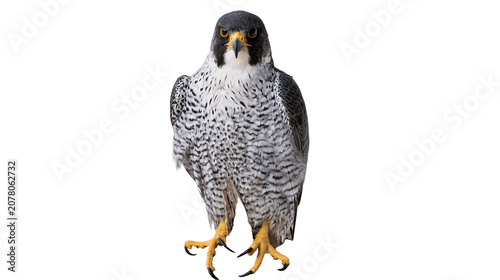 Fotografie Peregrine falcon with black and white speckled plumage, isolated on transparent
