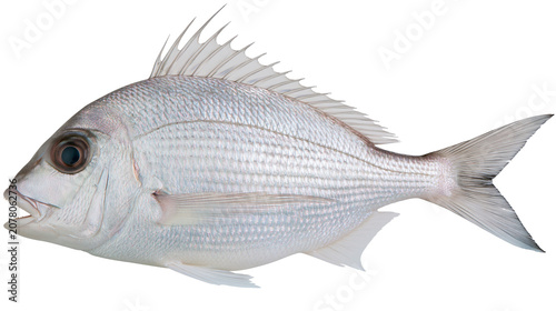 Quadro su tela Silver-scaled fish with spiny dorsal fin, isolated on transparent background