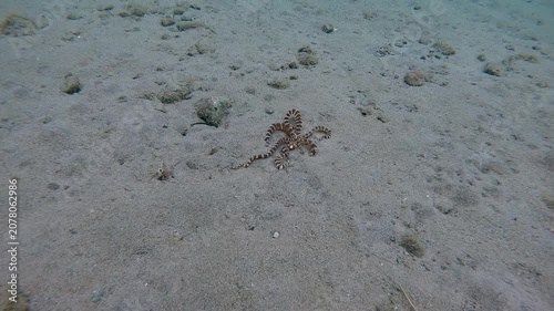 An extremely rare sighting of the elusive wunderpus octopus (Wunderpus photogenicus) in the wild crawling along the sandy seafloor. Spotted during a diving trip in Dauin, Philippines