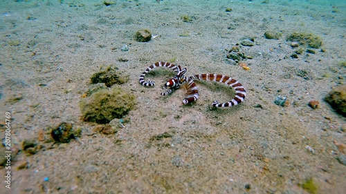 Extremely rare wildlife sighting of the elusive wunderpus octopus (Wunderpus photogenicus) in the wild slowly squeezing itself into a hole on the seafloor. Diving pov dolly forward. Dauin, Philippines
