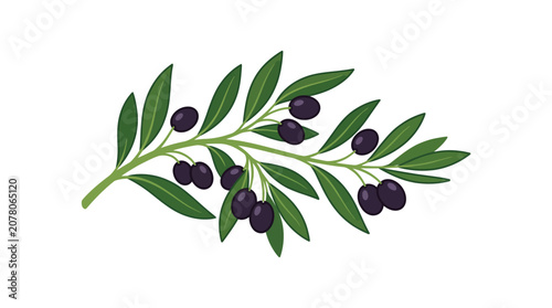 Fotografía Olive Branch with Black Olives and Green Leaves - Isolated