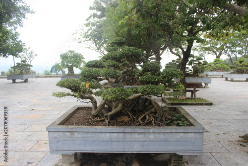 Bonsai tree with twisted roots in stone planter on outdoor stone paved courtyard.