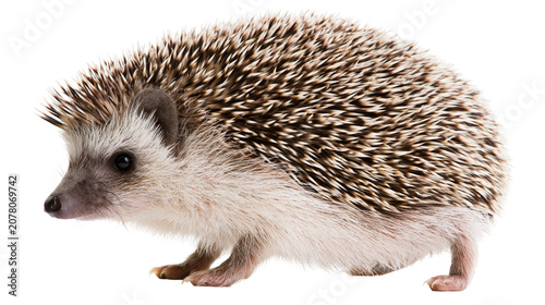 Fotografie Small African pygmy hedgehog with spiky brown and white quills, isolated on tran