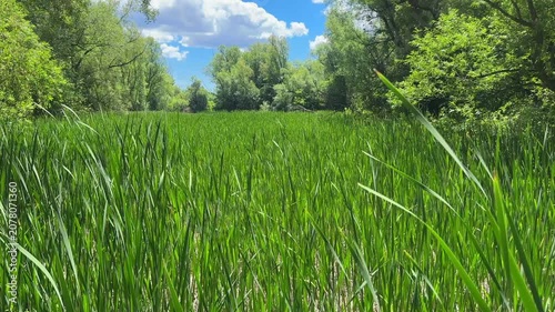 Nature scenics landscape in Ontario public park, Canada