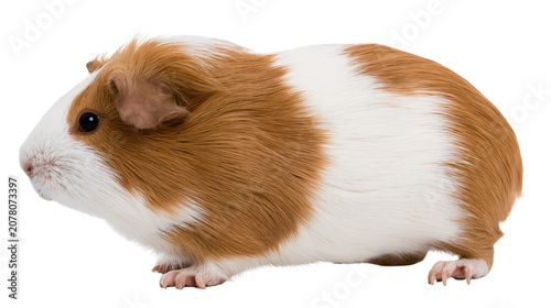 Konstfotografi Fluffy brown and white guinea pig standing, isolated on transparent background