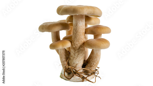 Fotografie Cluster of light brown mushrooms with visible roots, isolated on transparent bac