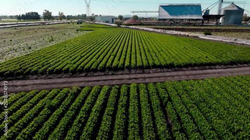 Aerial panoramic view of vast agricultural fields and green vegetable plantations in rural countryside