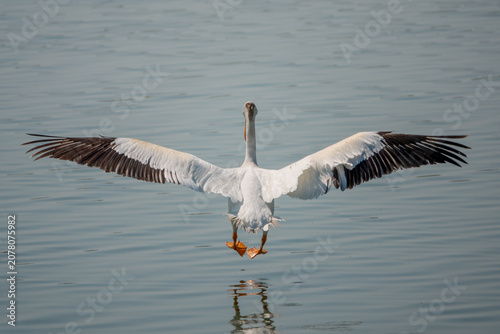 American White Pelican Landing on Calm Lake with Wings Fully Extended