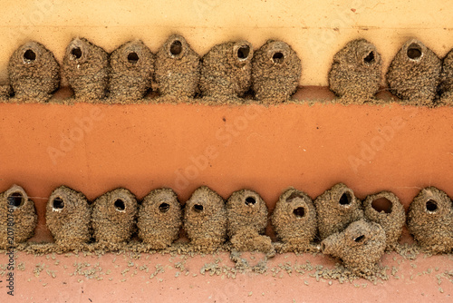 Cliff Swallow Mud Nest Colony Beneath I-25 Bridge