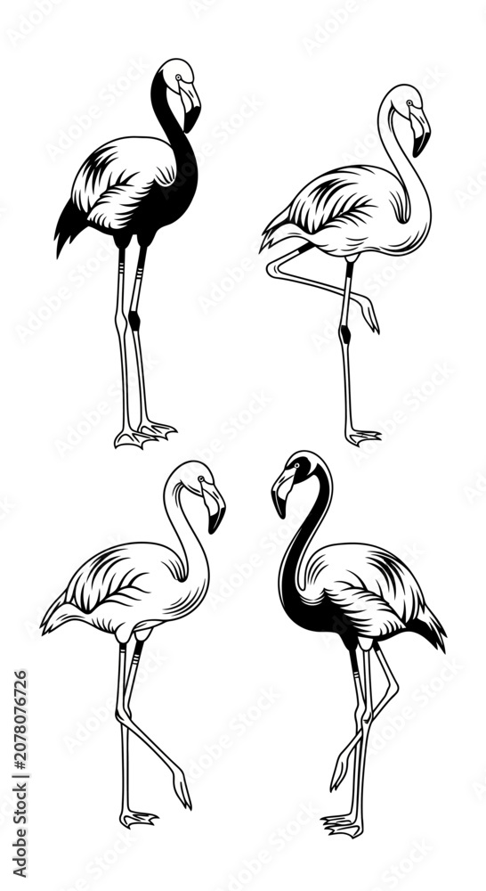 Obraz premium Set of Four Stylized Flamingo Illustrations in Black and White