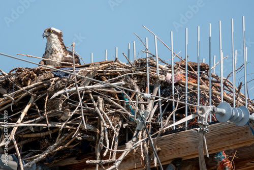 Osprey Guarding Nest on Nesting Platform at St. Vrain State Park, Colorado