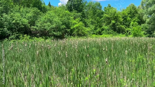 Nature scenics landscape in Ontario public park, Canada